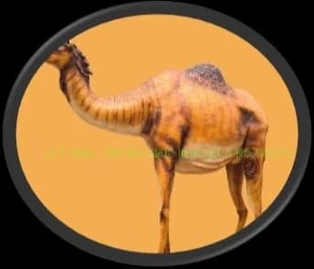 Life-Size Camel Statue